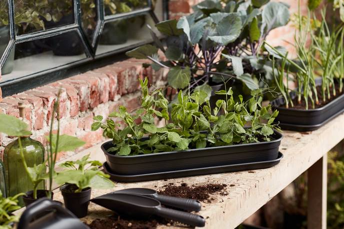 green basics grow tray l living black